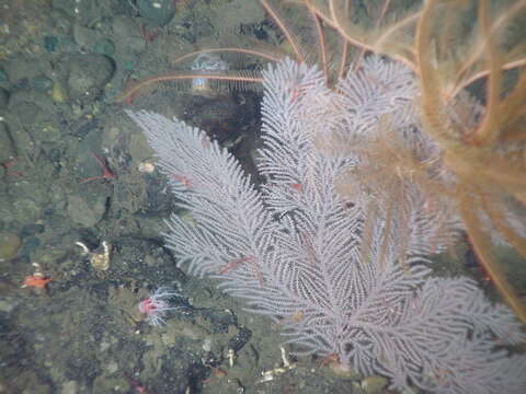 Image of long-spined tree coral