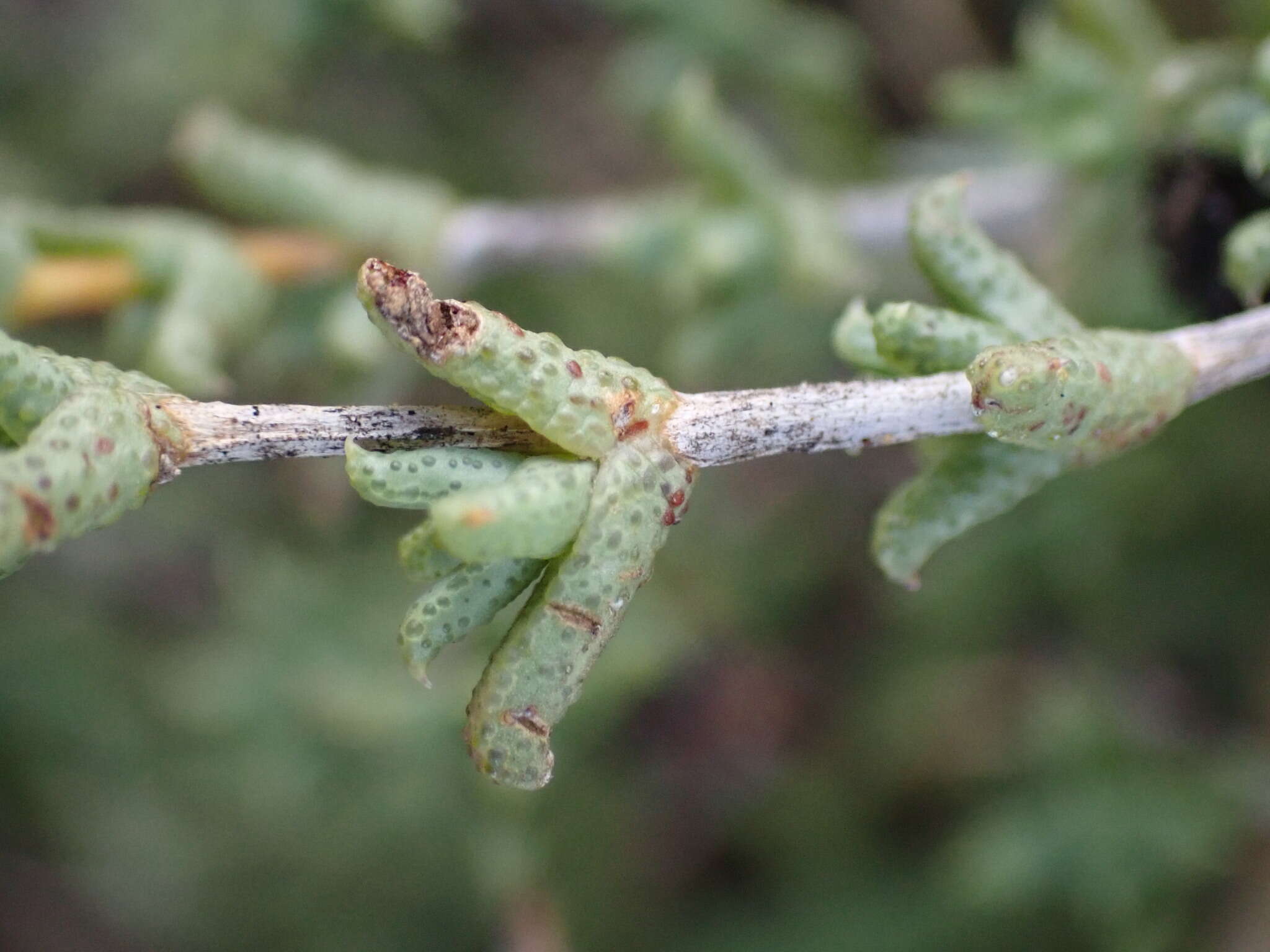 Image of Ruschia hamata (L. Bol.) Schwant.