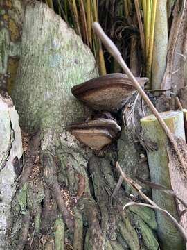 Ganoderma zonatum Murrill 1902的圖片