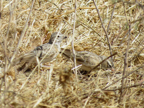 Image of Pink-billed Lark