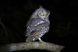 Image of Oriental Scops Owl