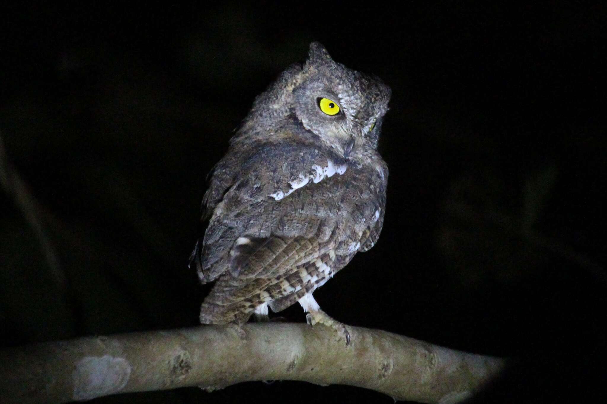 Image of Oriental Scops Owl