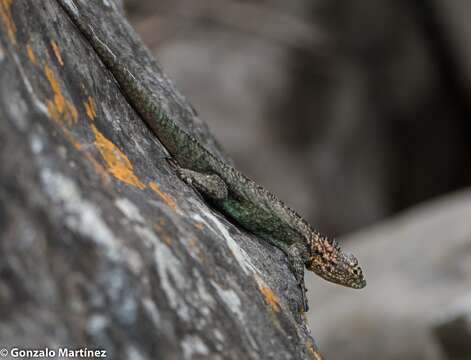 Image of Spiny lava lizard