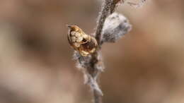 Image of earleaf false foxglove