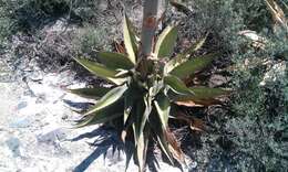 Image of rough century plant