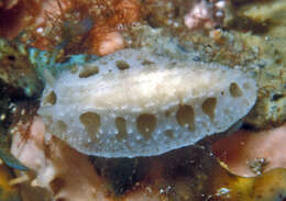 Image of Armored Phyllidiopsis