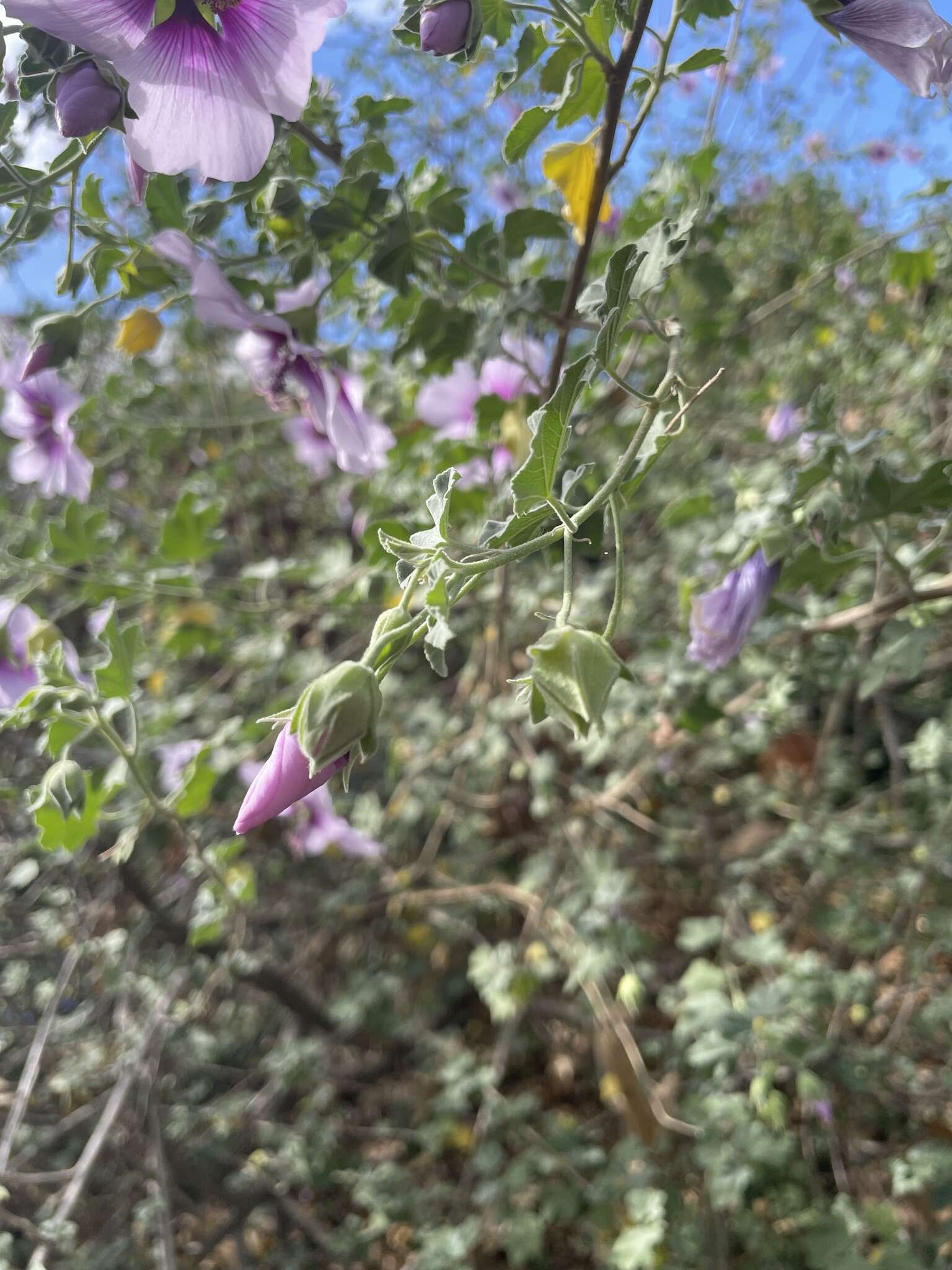 Image of Malva subovata (DC.) Molero & J. M. Monts.