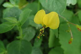 Image of Clinging aneilema