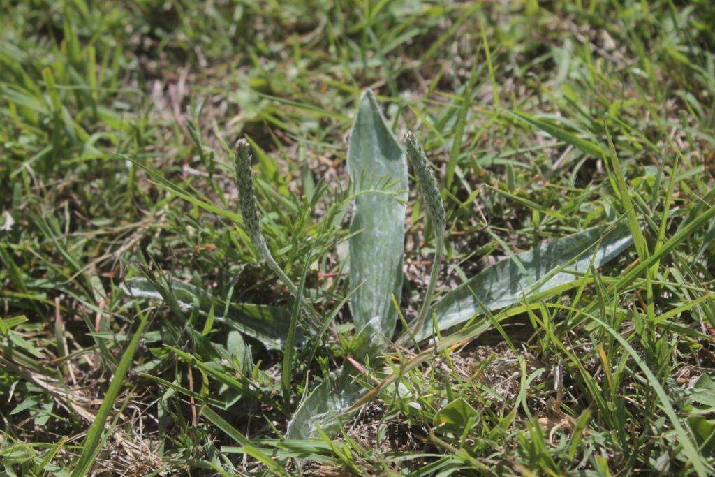 Image of Mexican plantain