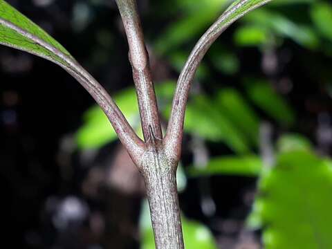 Image of Coprosma dodonaeifolia W. R. B. Oliv.