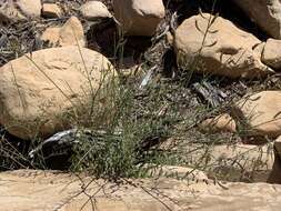 Image of Spring Mountain milkvetch