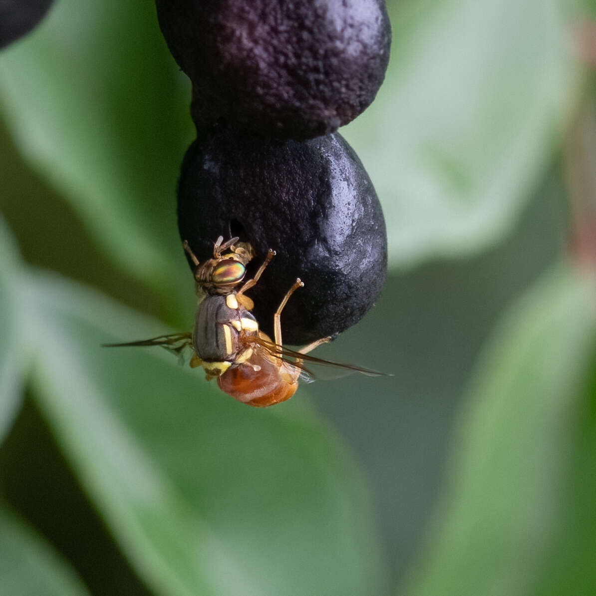 Sivun Bactrocera bancroftii (Tryon 1927) kuva