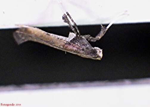 Image of Sumac Leafblotch Miner