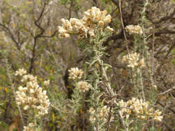 Image de Helichrysum plebeium DC.