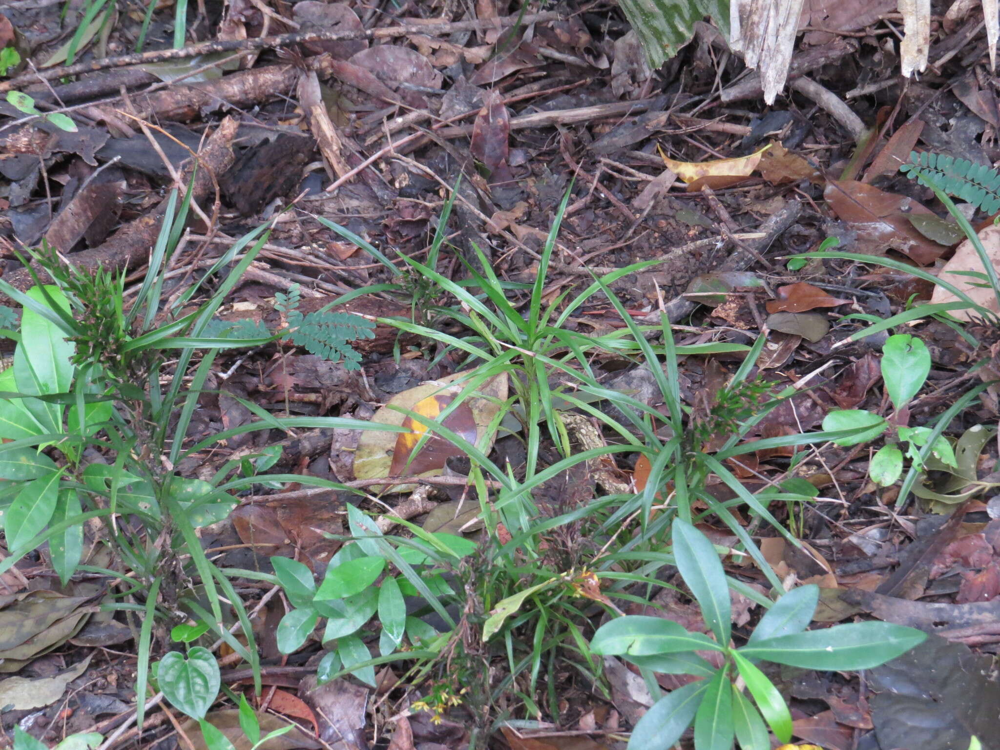 Image of Grass orchids