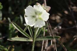 Слика од Sidalcea hirsuta A. Gray