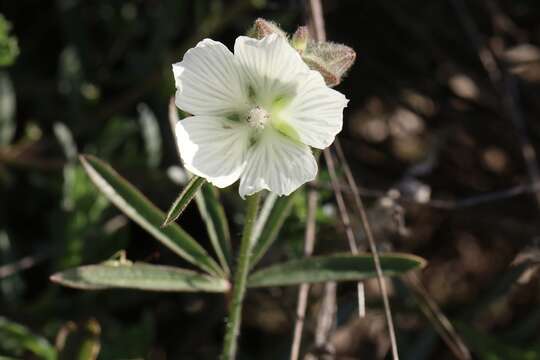 Image of hairy checkerbloom