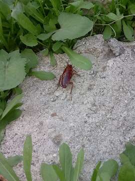 Image of Large Brown Cockroach