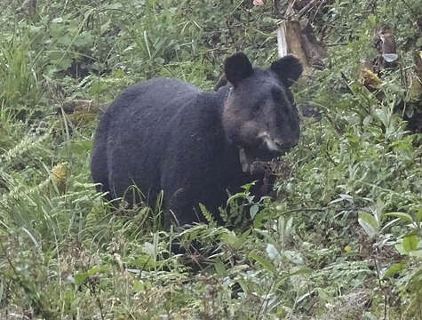 Image de Tapir des Andes