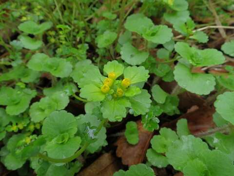 Image of Chrysosplenium pilosum Maxim.