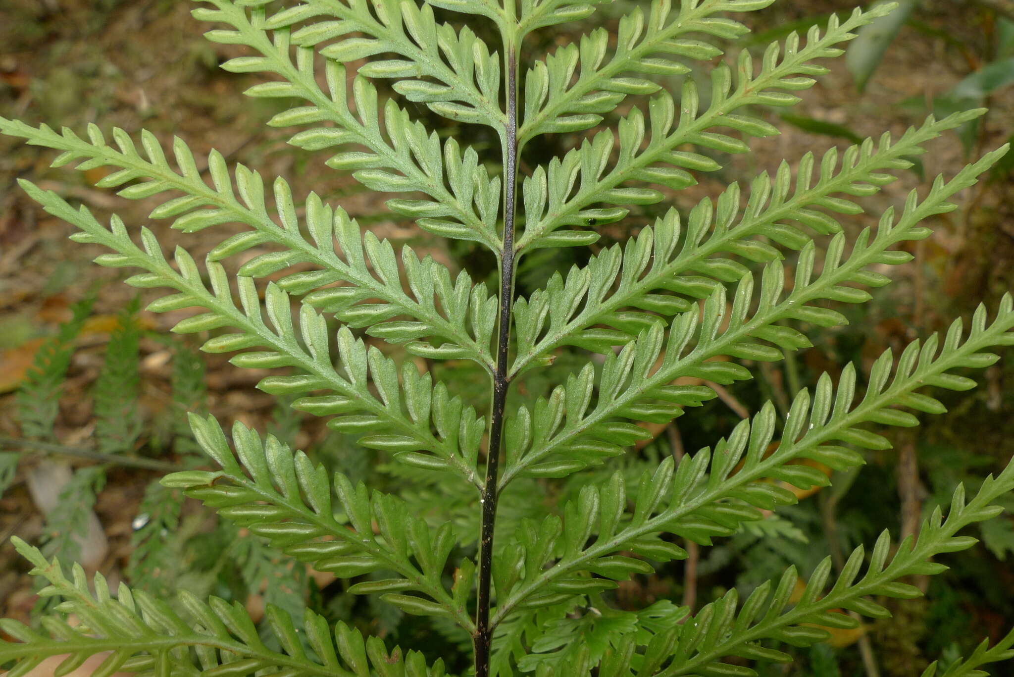 Image of Asplenium pteridoides Bak.