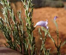 صورة Eremophila scoparia (R. Br.) F. Muell.