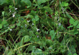 Imagem de Euphrasia vernalis List