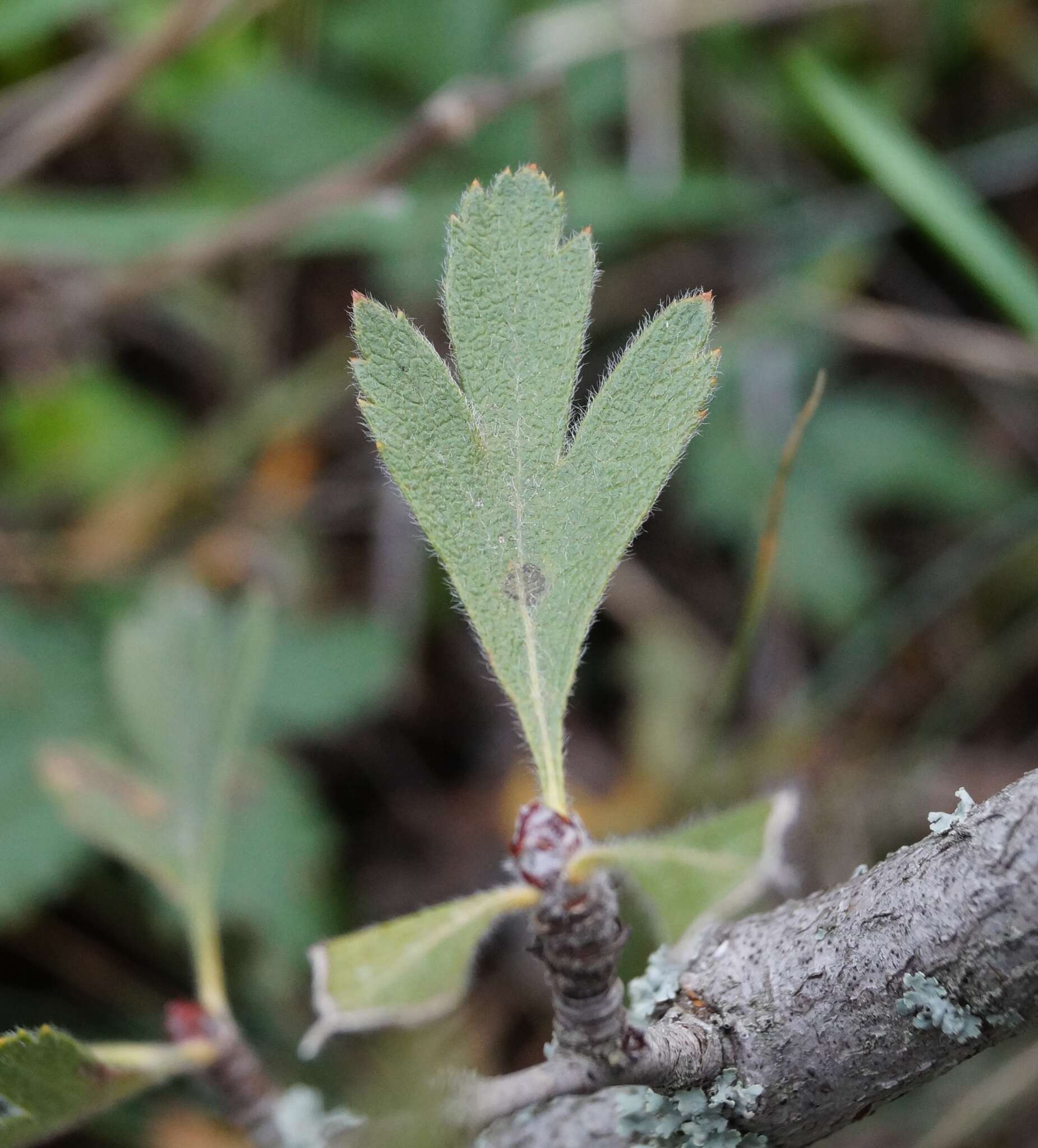 Image of Crataegus orientalis subsp. pojarkovae (Kossych) J. I. Byatt