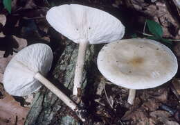 Image de Collybia alboflavida (Peck) Kauffman 1923