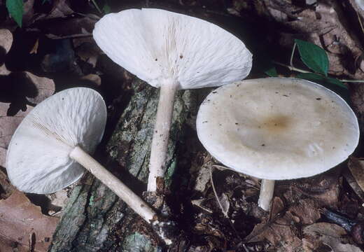 Image of Collybia alboflavida (Peck) Kauffman 1923