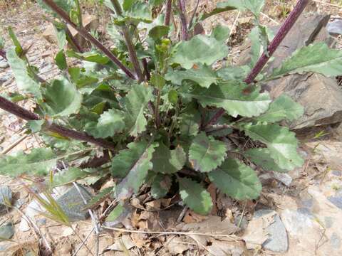 Image of Oak Creek ragwort