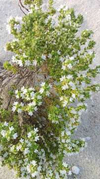 صورة Thymus carnosus Boiss.