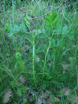 Imagem de Vicia narbonensis L.