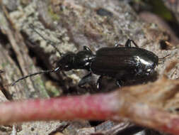 Syntomus truncatellus (Linnaeus 1760) resmi