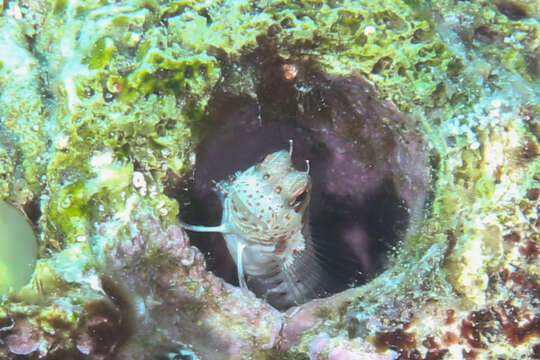 Image of Orange-spotted Blenny