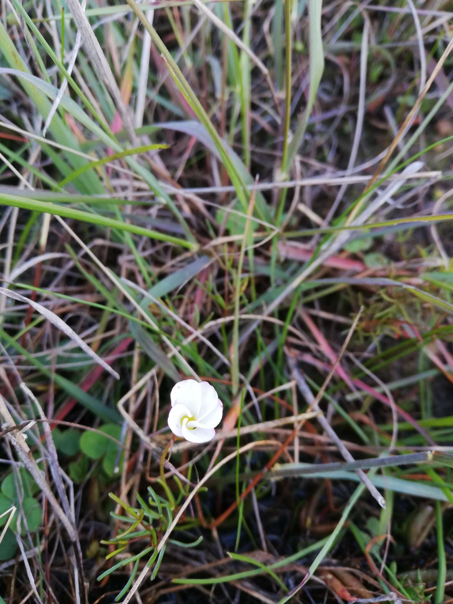 Image de Oxalis goniorrhiza Eckl. & Zeyh.