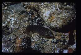 Image of Tasmanian clingfish