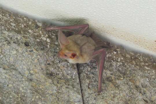 Image of pallid bat