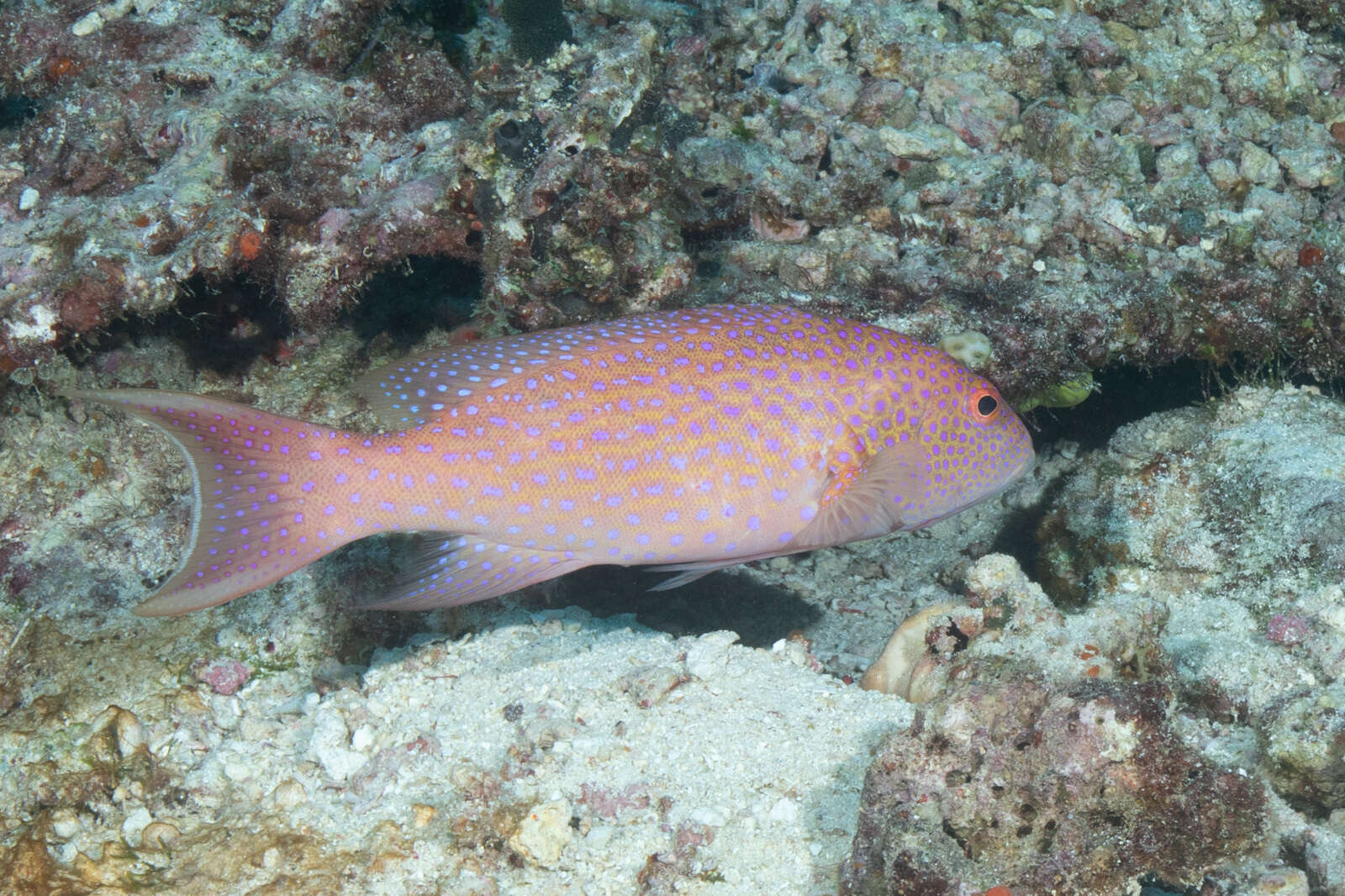 Variola albimarginata Baissac 1953 resmi