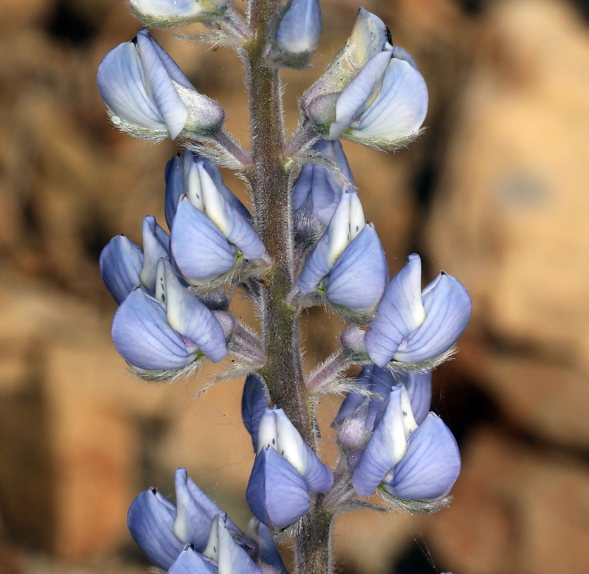 Imagem de Lupinus argenteus var. palmeri (S. Watson) Barneby