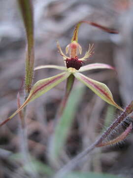 Image of Judy's spider orchid