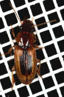 Image of LeConte's Seedcorn Beetle