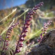 Image of Teucrium salviastrum Schreb.