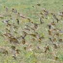 Image of Raimondi's Yellow Finch