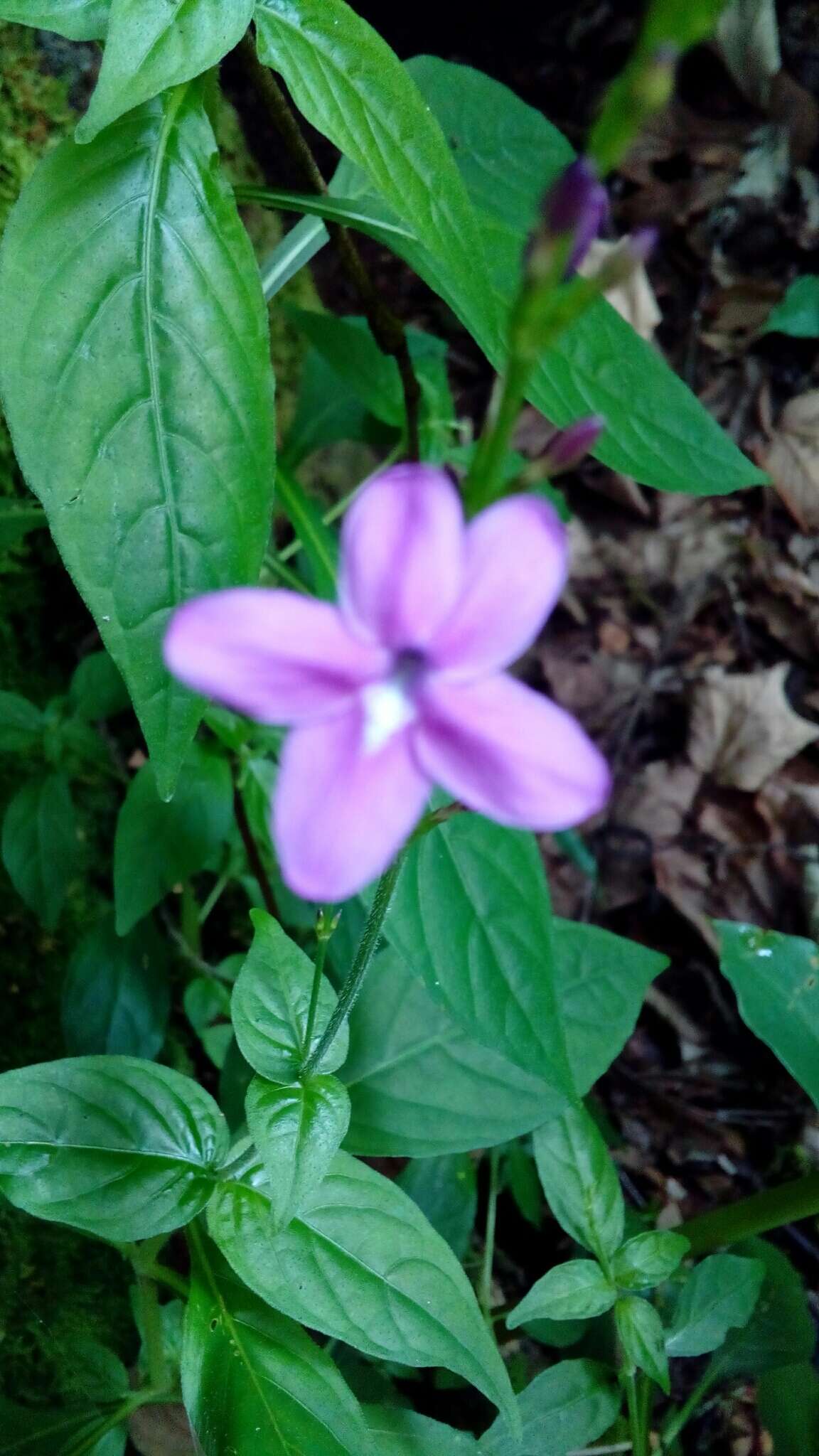 Pseuderanthemum cuspidatum (Nees) Radlk. resmi