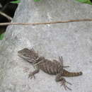 Image of Coalcoman Black-collared Lizard