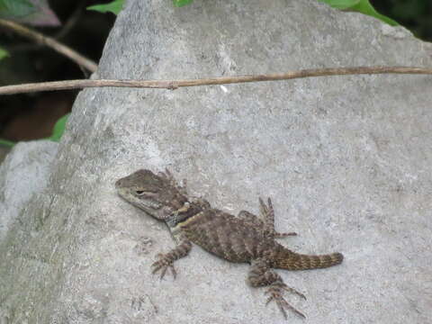 Imagem de Sceloporus insignis Webb 1967