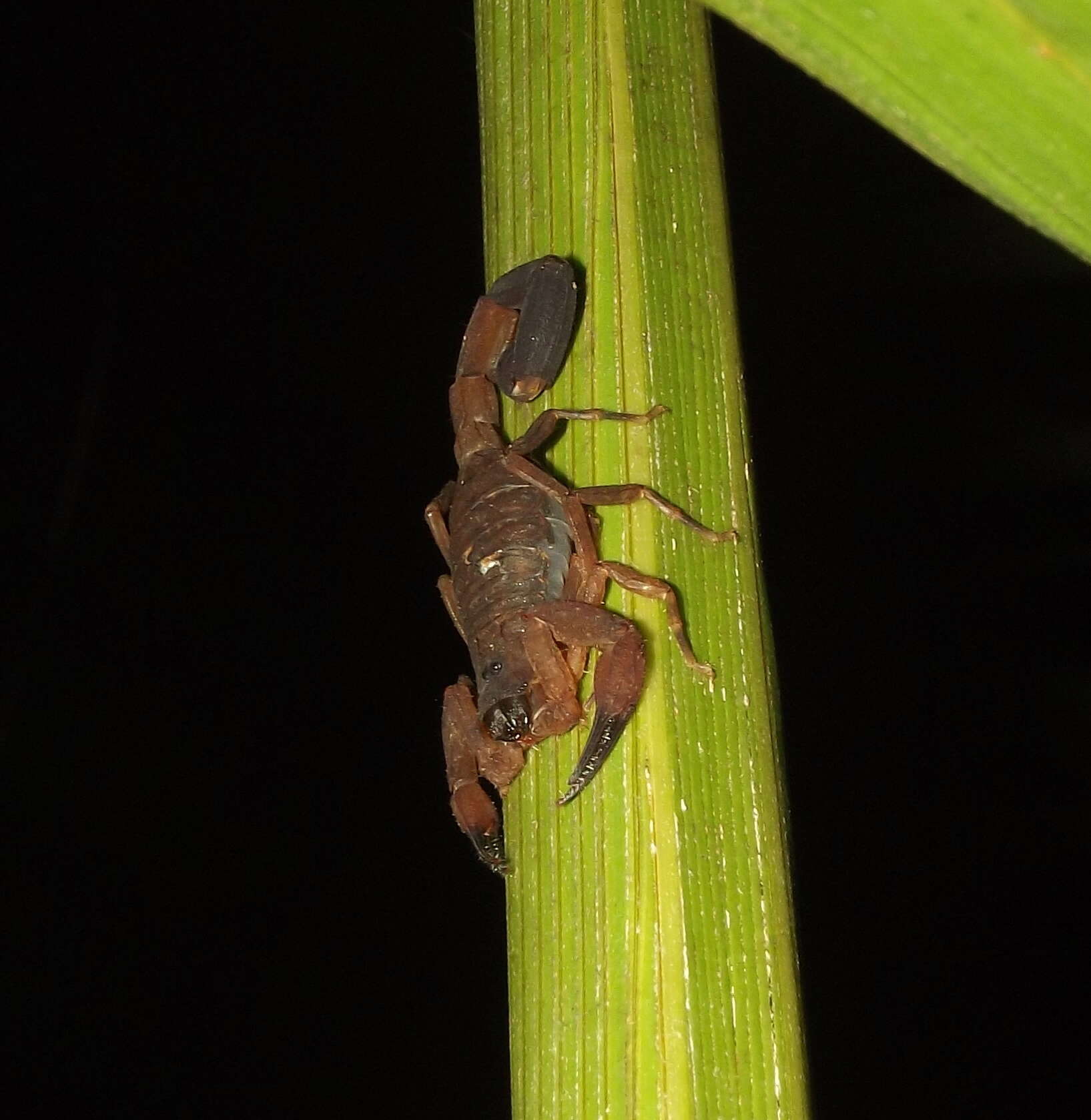 Tityus obtusus (Karsch 1879) resmi