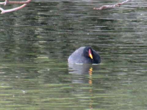 Image of Red-fronted Coot