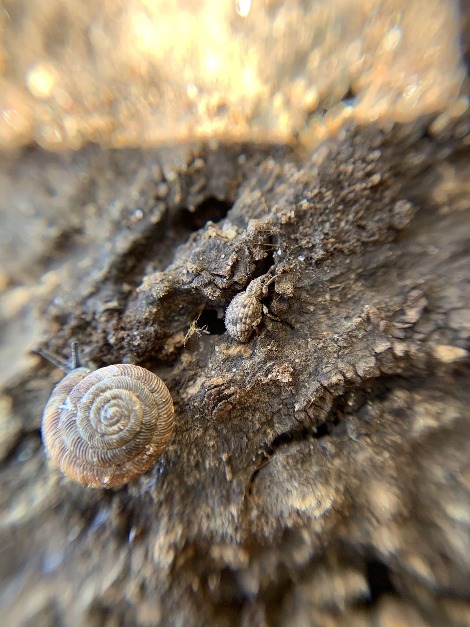 Image of Myosides
